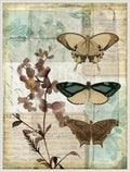 Amanti Art Framed Canvas Wall Art 42x32 Music Box Butterflies II by Jennifer Goldberger, Framed Wall Art Canvas, Animals Artwork, Traditional Decor, Oversize Poster Painting for Living Room, Bedroom,
